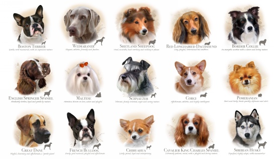 Dog Breeds 2